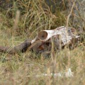  The Serengeti, TZ